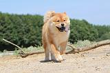CHOW CHOW 152
